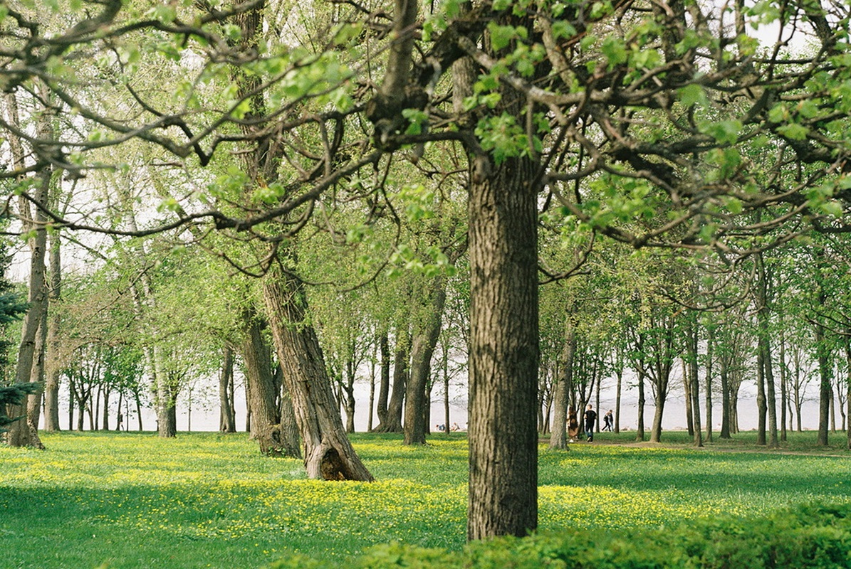 Land Coverage: Understanding Your Homeowners Insurance Limits